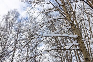 Obraz premium Bare tree branches covered with snow against a winter sky. Natural background for winter season and Holidays. Winter cold weather.