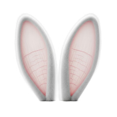 Fototapeta premium Ultra-realistic macro close-up of transparent and transparent plush rabbit ears, intricate velvety texture, soft pink inner details, isolated on a smooth transparent studio background. Concept of
