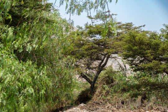 Peruvian pepper tree (Schinus molle) growing among rocks in the dry valley of Cieneguilla, Peru.