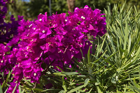 Blooming bougainvillea bush in Parque de la Sortia in Puerto de la Cruz, Tenerife, Canary, Canary Islands, Spain, Europe
