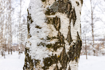Obraz premium Birch tree trunk close up with snow and moss. Winter forest background with white bark. Nature texture for season concept.