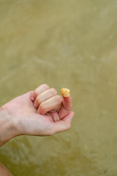 Tiny Seashell on Fingertip