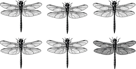 Black and white dragonfly silhouette illustration, detailed insect wings, symmetrical design, entomology art, nature clipart, decorative vector, scientific drawing, outdoor wildlife pattern © Arzina