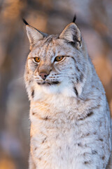 Fototapeta premium Majestic lynx in natural habitat