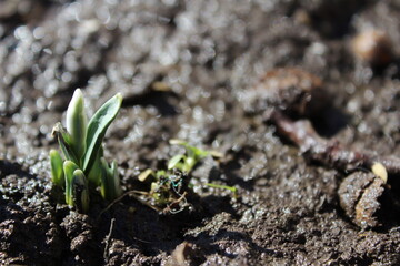 Green sprout growing through ground in early spring.