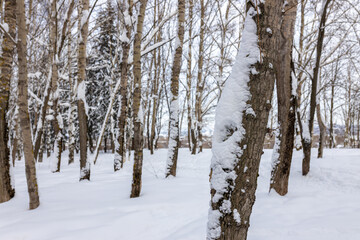 Fototapeta premium Forest scene with snow covered trees and thick white snow on the ground. Winter landscape background for seasonal design. Cold weather nature
