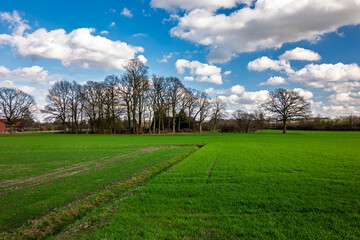 Obraz premium trees in spring