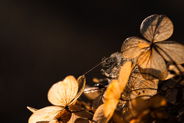 Suche kwiaty hortensji w ciepłym świetle porannego słońca © Elżbieta Kaps