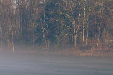 Wiosenny mglisty i słoneczny poranek w parku.  © Elżbieta Kaps