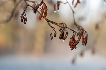 Suche kwiaty hortensji w ciepłym świetle porannego słońca © Elżbieta Kaps