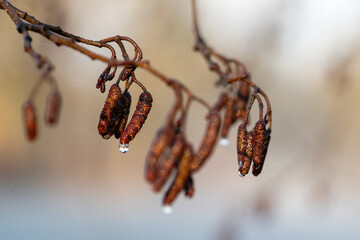 Młode wiosenne liście na drzewach w ciepłym porannym świetle © Elżbieta Kaps