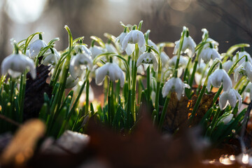 Przebiśniegi w porannym słońcu z kroplami rosy – pierwsze oznaki wiosny © Elżbieta Kaps