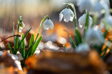 Przebiśniegi w porannym słońcu z kroplami rosy – pierwsze oznaki wiosny © Elżbieta Kaps