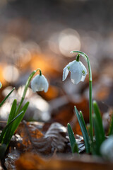 Przebiśniegi w porannym słońcu z kroplami rosy – pierwsze oznaki wiosny © Elżbieta Kaps