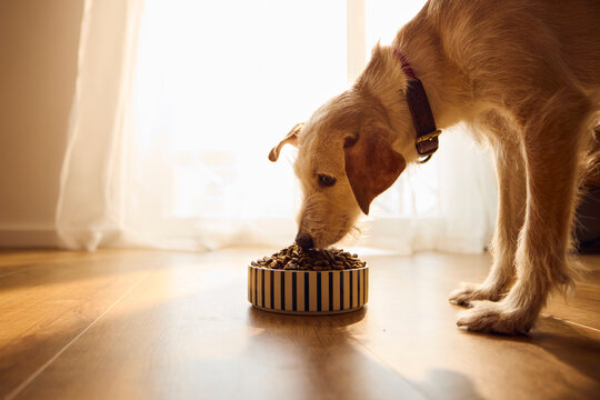 Dog eats from the bowl
