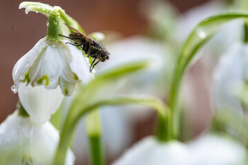 Przebiśniegi w porannym słońcu z kroplami rosy – pierwsze oznaki wiosny © Elżbieta Kaps