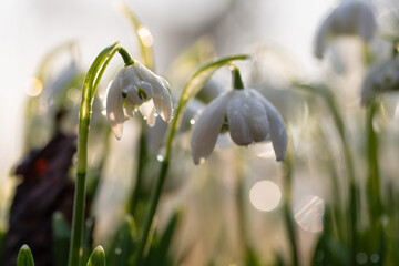 Przebiśniegi w porannym słońcu z kroplami rosy – pierwsze oznaki wiosny © Elżbieta Kaps