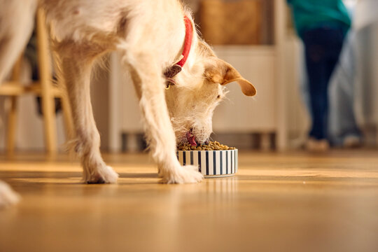 Dog eats at home