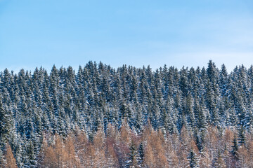 schneebedeckte nadelb&auml;ume im winter