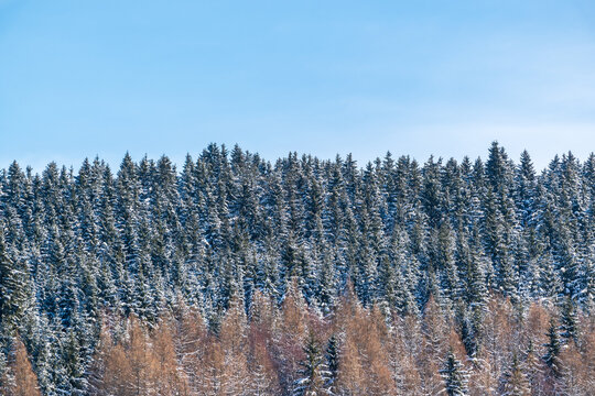 schneebedeckte nadelb&auml;ume im winter