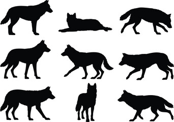 Obraz premium Wolf silhouette collection in different poses, wild animal black vector set isolated on white background, forest predator illustration for design