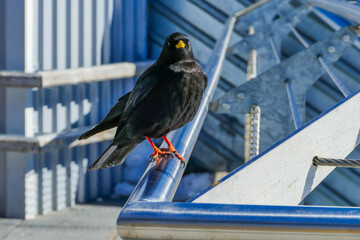 Fototapeta premium Alpendohle 