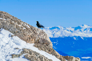 Fototapeta premium Dohle vor Alpenpanorama