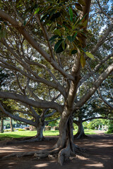 Fototapeta premium Walking in parks of Puerto de la Cruz, Tenerife North, tropical trees, green bushes, beach, Teide view, local architecture, tourists destination, Spain