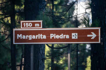 Obraz premium Driving car on mountains road in Corona Forestal park to Mount Tenerife, North of Tenerife, pine trees, snow on top of Teide, natural background