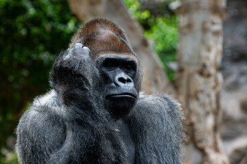 Obraz premium Gorilla, large primarily herbivorous great apes live in tropical forests of equatorial Africa, to see in zoo, walking and sitting alone, close up