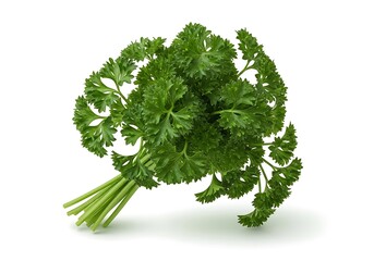 Fresh parsley bunch with vibrant green leaves and stems