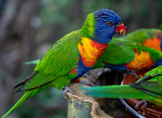 Obraz premium Different colorful parrots birds in Loro Parque on Tenerife close up on trees during morning feeding