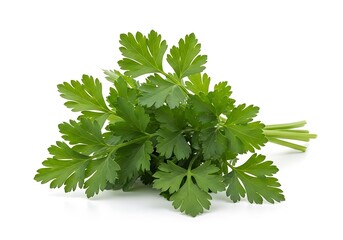 Fresh parsley herb bunch on white background