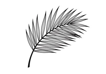 Elegant black palm leaf illustration on white background
