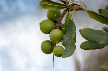 Australian origin Macadamia nuts ripening on tree, healthy protein-rich food, plantation of macadania trees