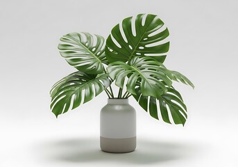 Monstera plant in modern white and beige vase on clean background