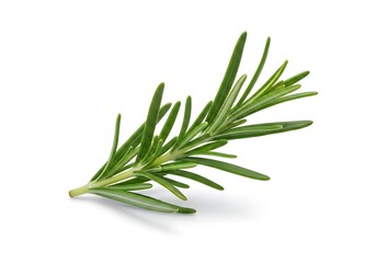 Fresh rosemary sprig on white background for culinary use