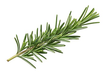 Fresh rosemary sprig on white background for culinary or herbal use