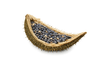 Obraz premium Dry datura seed pod showing blue seeds, transparent background