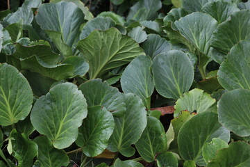 Fototapeta premium Round Leaves