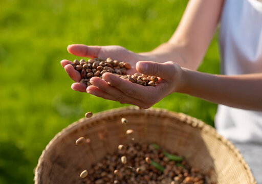 Dried broad beans basket, hand lifting legumes, natural ingredients quality, food wellness, outdoor shot, traditional agriculture