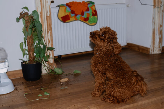 Mischievous Poodle Puppy After Knocking Over a Houseplant