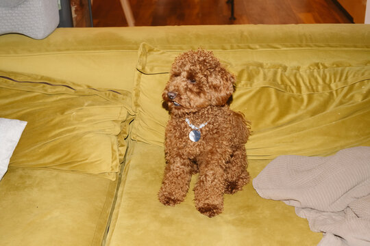 Sweet poodle sits quietly on a green couch indoors in the afternoon
