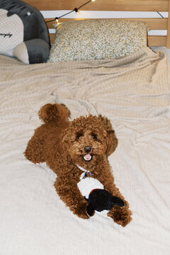 Playful poodle enjoys time on the bed with a stuffed toy