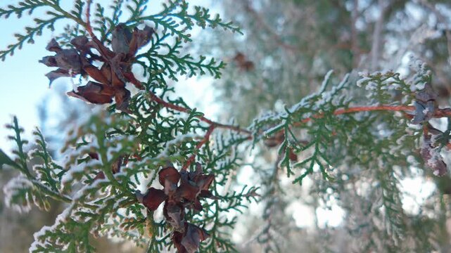 Close-up of frost-covered Thuja branches with leaves with seed cones against blue sky on winter day. Natural winter scene with frosty arborvitae 