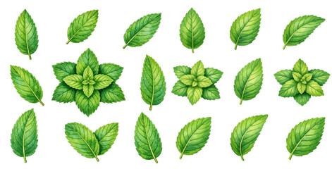 A charming watercolor collection of mint leaves, including single leaves and clustered sprigs. © liana