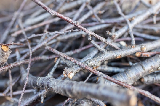 Pile of dry tree branches and twigs. Natural background and texture. Abstract wood material for ecological and rustic design.
