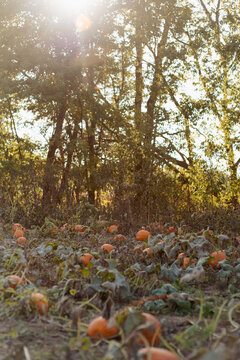Ripe pumpkins ready for harvest at a pumpkin patch in October.