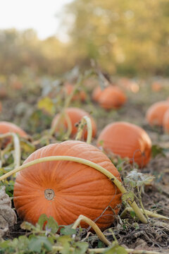 Ripe pumpkins ready for harvest at a pumpkin patch in October.