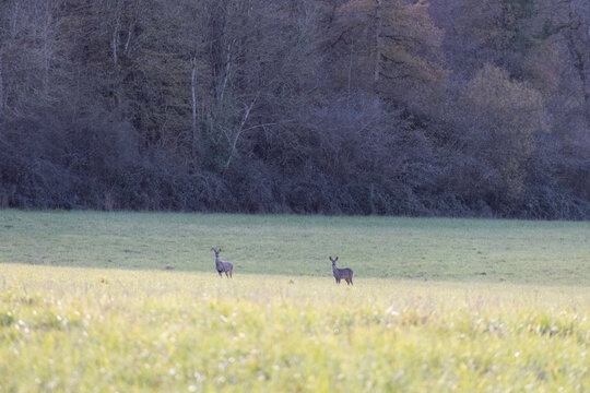 chevreuils dans un pr&eacute;